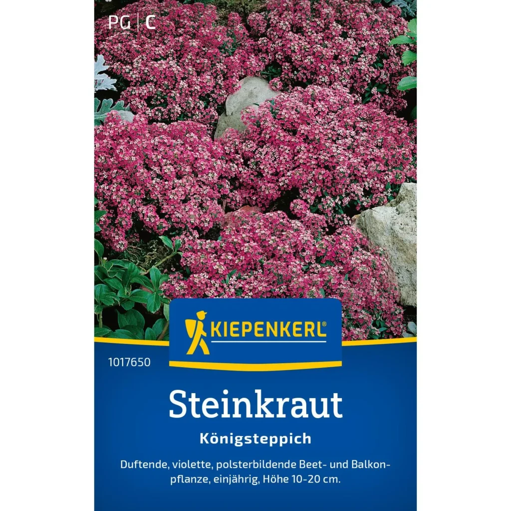Kiepenkerl Steinkraut Königsteppich, pflegeleichte, bodendeckende Pflanze für sonnige Beete, ideal für Allergiker und Gartenliebhaber.