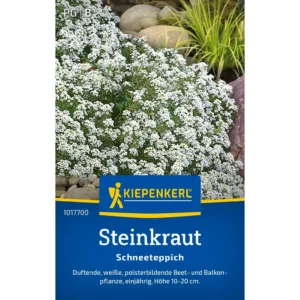 Steinkrautsamen Schneeteppich