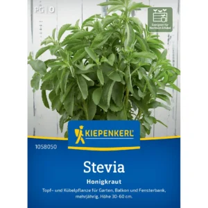 Steviasamen Honigkraut