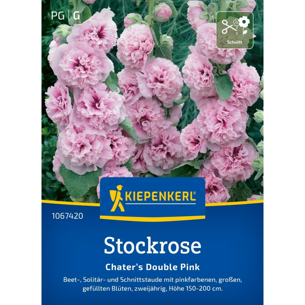 Kiepenkerl Stockrose Chater’s Double Pink, prachtvolle rosa Blüten, ideal für Vorgärten und Beete, winterhart, mehrjährig.