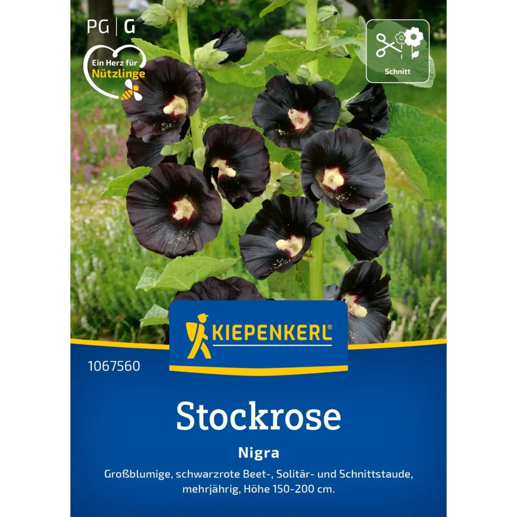 Kiepenkerl Stockrosensamen Nigra, elegantes Dunkelviolett, ideal für ansprechende Blumenbeete, hochwachsende, robust und bienenfreundlich.