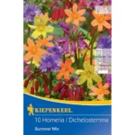 Summer Mix Dichelostemma Homeria Mischung