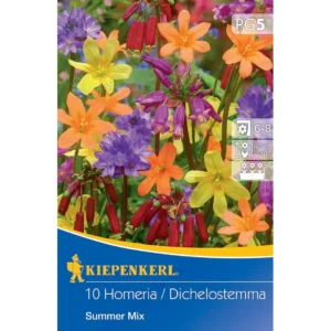 Summer Mix Dichelostemma Homeria Mischung