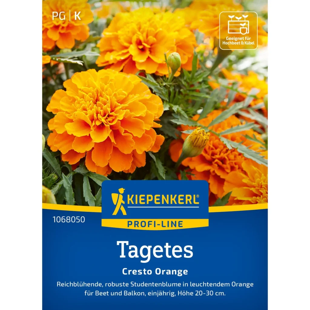 Kiepenkerl Tagetes Cresto Orange, leuchtend orangefarbene Blumen, ideal für Beete und Balkon, blühfreudig und pflegeleicht.