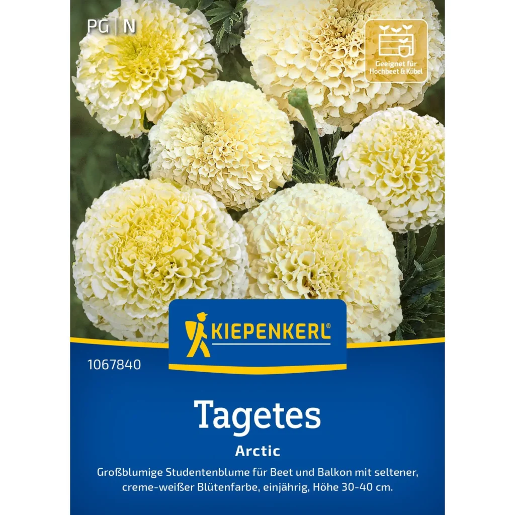Kiepenkerl Tagetessamen Arctic, kräftige orangefarbene Blüten, ideal für Gartenbeete und Balkon, 1 g Hochwertige Blumensaat.