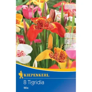 Tigerblume Mischung