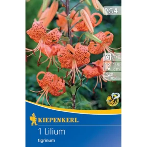 Tigerlilie Lilium tigrinum