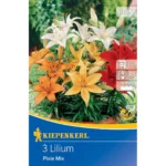 Topf-Lilie Pixie Mix