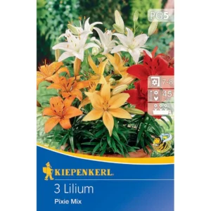Topf-Lilie Pixie Mix