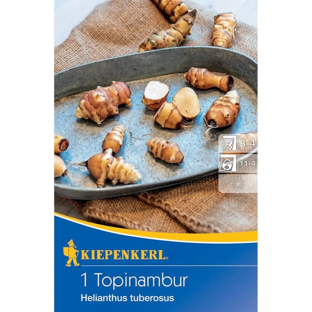 Topinambur-Knollen von Kiepenkerl, gesunde, nahrhafte Knolle, ideal für eigene Anbau, reich an Vitaminen und Mineralstoffen.