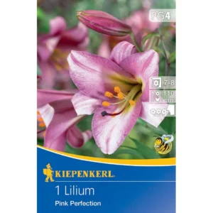 Trompeten-Lilie Pink Perfektion