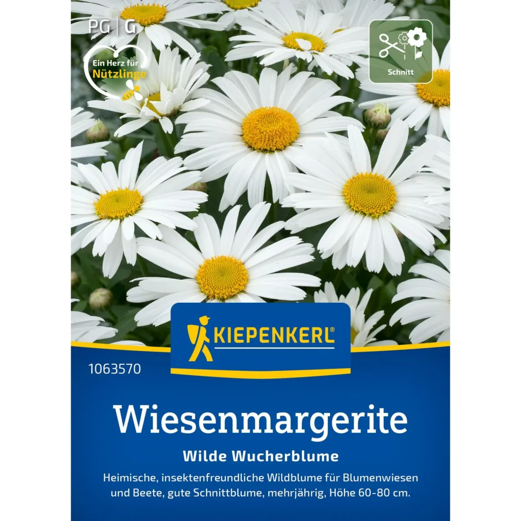 Wiesenmargerite von Kiepenkerl, langlebig und robust, ideal für bunte Blumenbeete, Höhe ca. 40 cm, blüht von Mai bis September.