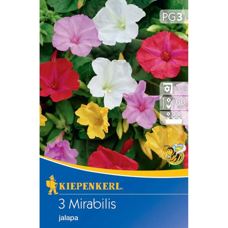 Kiepenkerl-Wunderblume mit leuchtenden, bunten Blüten, ideal für kreative Gartenarrangements, robust und pflegeleicht.