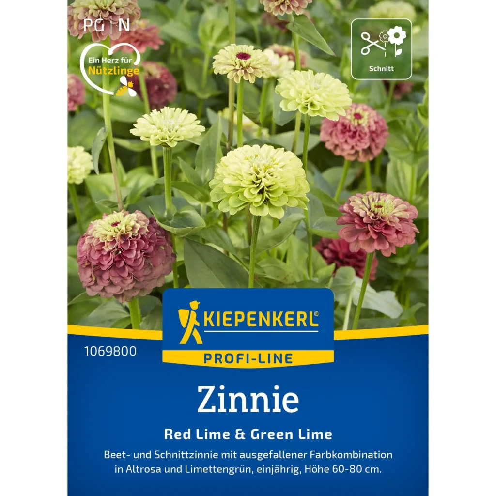 Kiepenkerl Zinnie Red Lime & Green Lime, bunte, mehrjährige Blumenpflanzen, ideal für Gartenbeete und Balkone, robuste Blüten, 4 Pflanzen