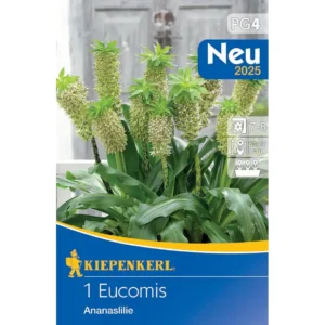 Zweifarbige Ananaslilie