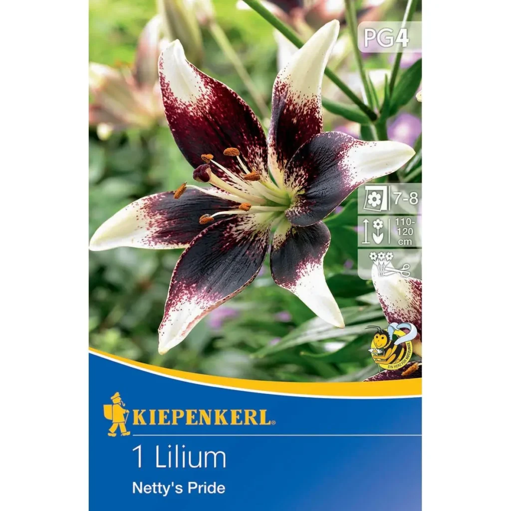 Kiepenkerl zweifarbige Lilie Netty’s Pride, leuchtend pink & gelb, ideal für blühende Gartenlandschaften und Sommersträuße.