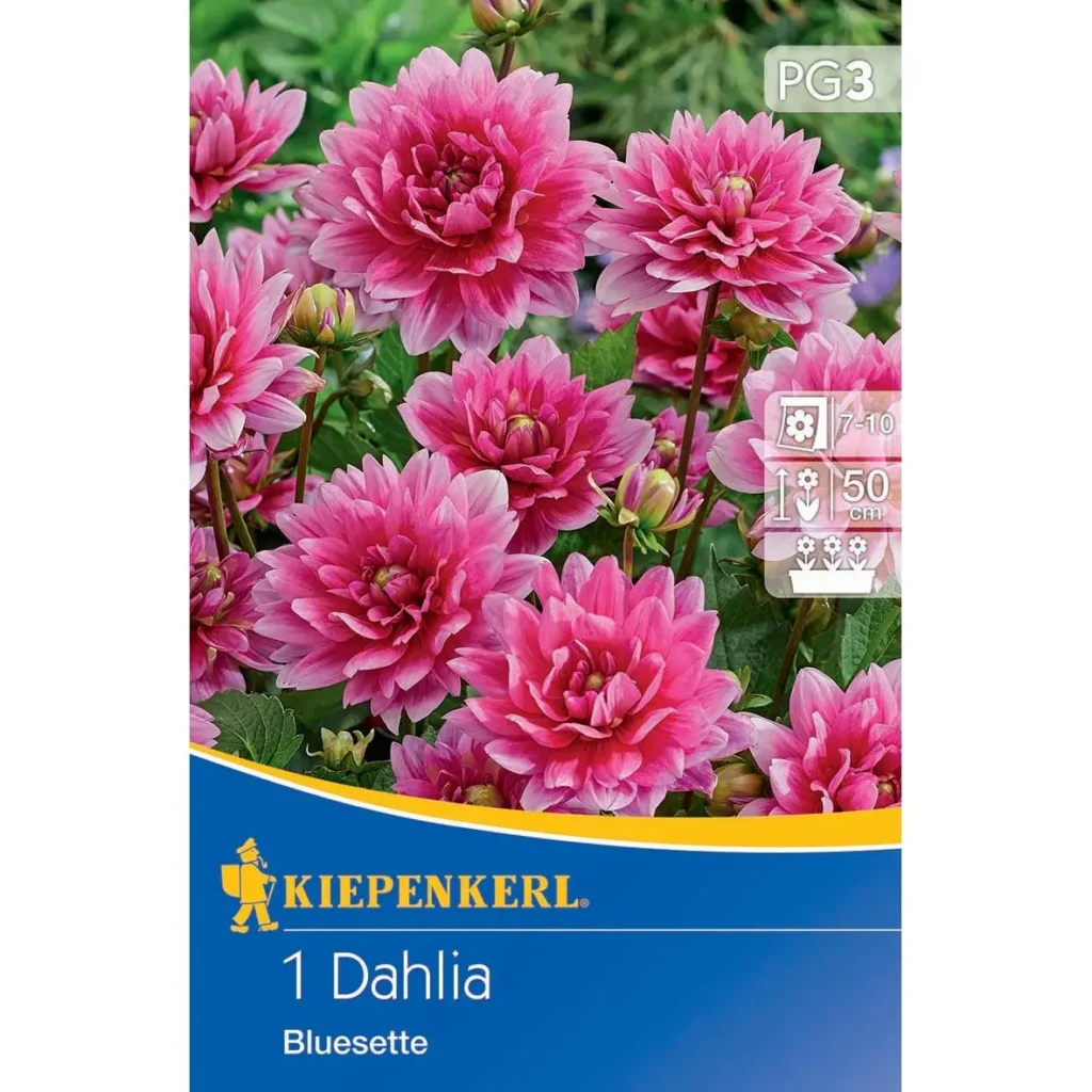 Kiepenkerl Zwerg-Dahlie Bluesette, leuchtend blaue Blüten, 40-60 cm hoch, ideal für Beete und Balkon, pflegeleicht und blühfreudig.