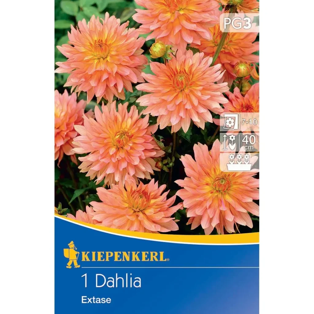 Kiepenkerl Zwerg-Dahlie Extase in leuchtenden Farben, ideal für Garten und Balkon, blüht bis spät in den Herbst.