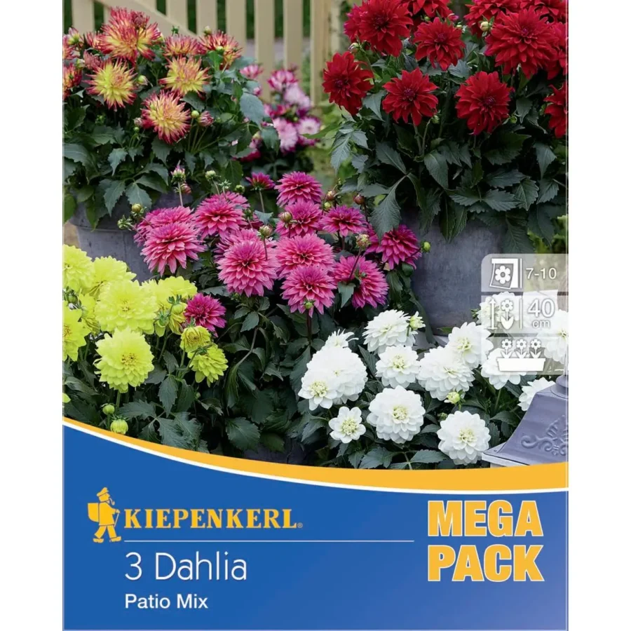 Kiepenkerl Zwerg-Dahlie Mischung in leuchtenden Farben, ideal für den Garten oder Balkon, blühfreudig und pflegeleicht.