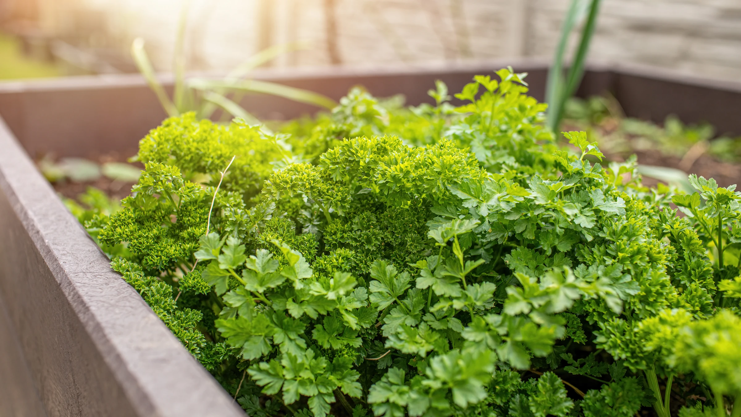Gute Nachbarn Petersilie: Mit diesen Kräutern klappt's im Beet 4 Gute Nachbarn Petersilie im Hochbeet – gesunde Kräuter im Gartenbeet