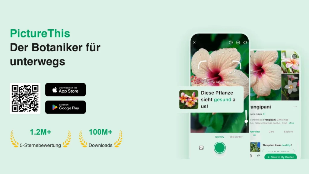 Smartphone zeigt PictureThis-App bei Pflanzenerkennung mit Diagnose „Diese Pflanze sieht gesund aus“ und Frangipani-Foto