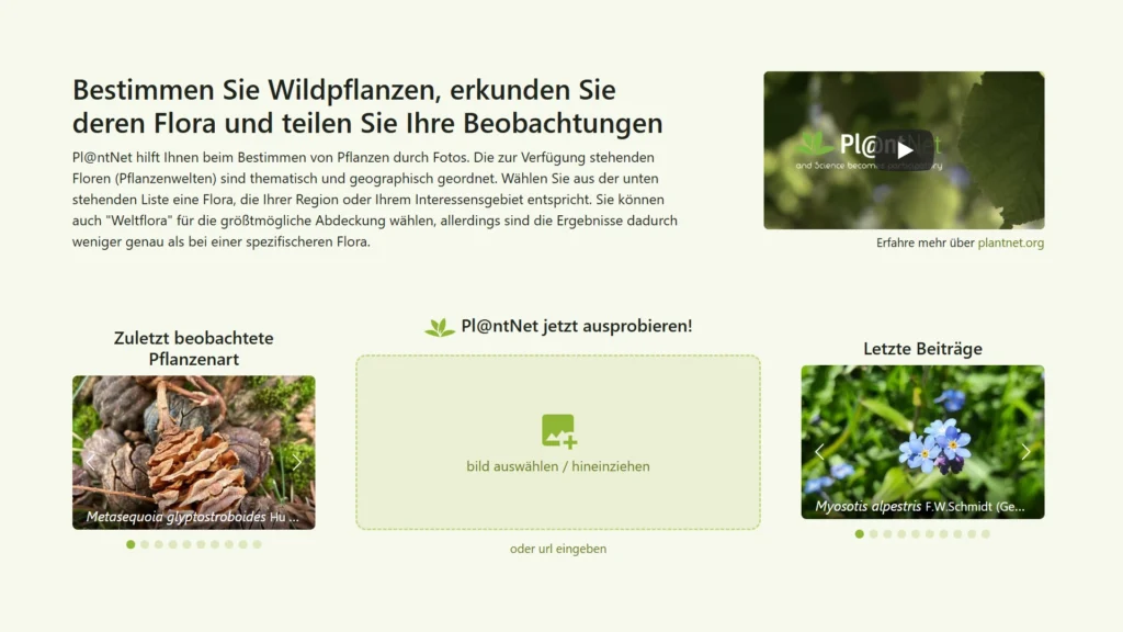 Screenshot der Pl@ntNet-App zur Bestimmung von Wildpflanzen mit Nutzerbeiträgen und Pflanzenfotos