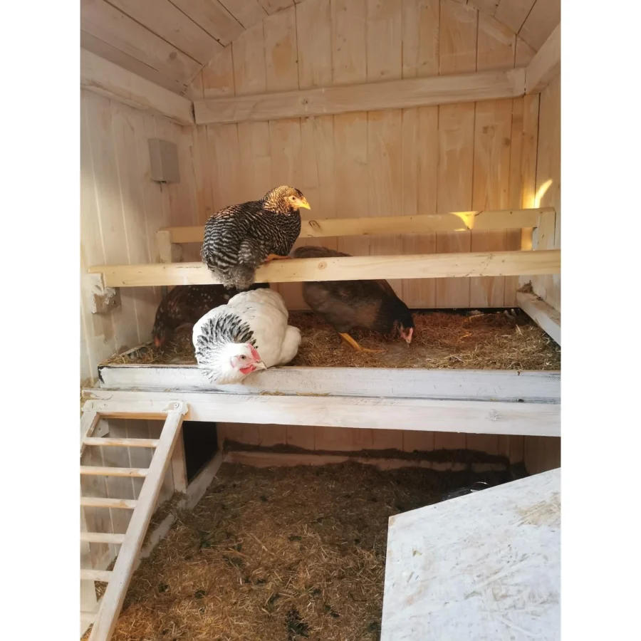 Der Holz Hannes Hühnerstall Premium-Paket - Bauwagen mit Balkon, Legenest & elektrischer Luke