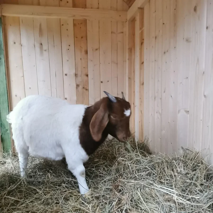 Ziegenstall aus Holz - Bauwagen für Ziegen mit Blechdach & Rampe