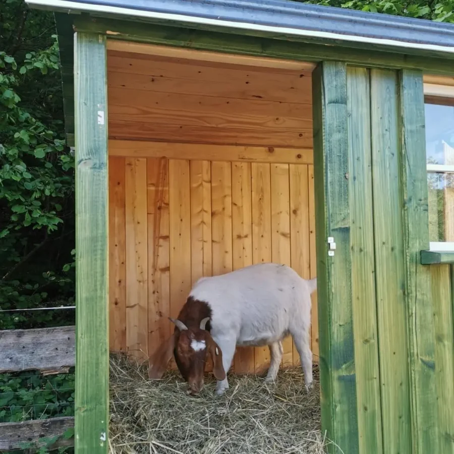 Ziegenstall aus Holz - Bauwagen für Ziegen mit Blechdach & Rampe