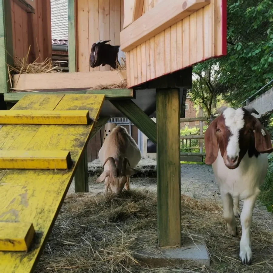 Ziegenstall aus Holz - Bauwagen für Ziegen mit Blechdach & Rampe