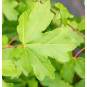 Ahornbaum Feldahorn Acer campestre 'Elsrijk'