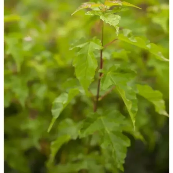 Acer ginnala Feuerahorn