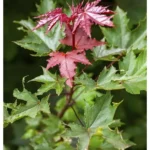 Spitzahorn-Baum 'Crimson Sentry' Acer platanoides