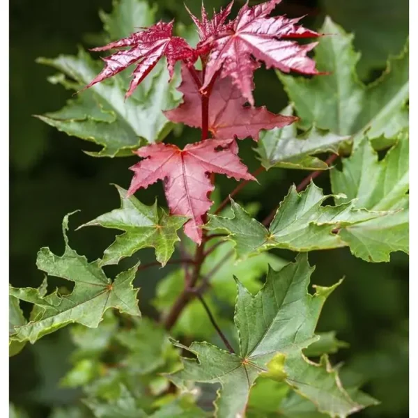 Acer platanoides 'Crimson Sentry' Spitzahorn