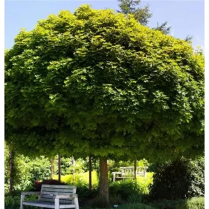 Ahornbaum Spitzahorn Acer platanoides 'Globosum'