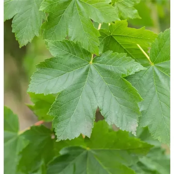 Acer pseudoplatanus 'Bruchem' Bergahorn