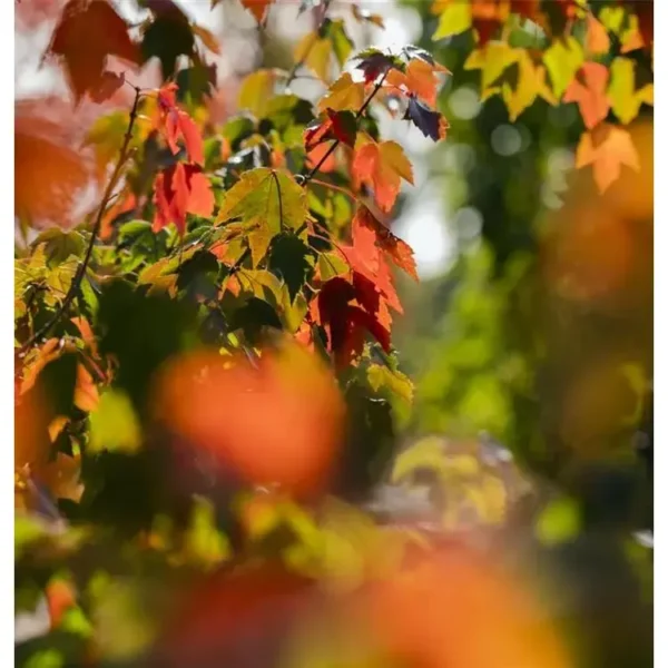 Acer rubrum 'Sun Valley' Rot-Ahorn