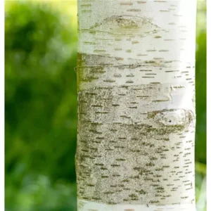 Birkenbaum Himalaya-Birke Betula utilis