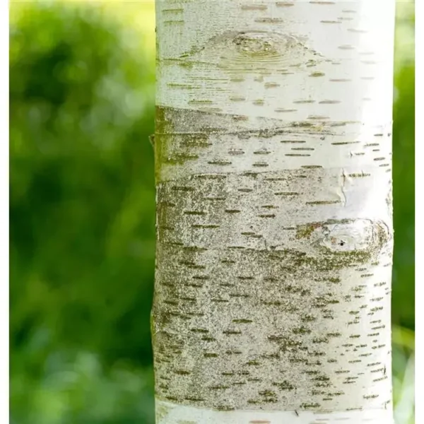 Betula utilis Himalaya-Birke