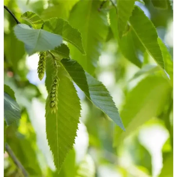Carpinus betulus Hainbuche