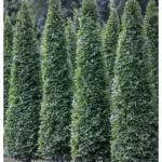 Carpinus betulus 'Fastigiata' Hainbuche