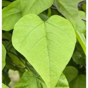 Kugel-Trompetenbaum 'Nana' Catalpa bignonioides