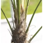Chamaerops fortunei Hanfpalme
