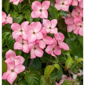 Blüten-Hartriegel Cornus florida 'Cherokee Chief'