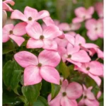 Cornus florida 'Rubra' Blüten-Hartriegel