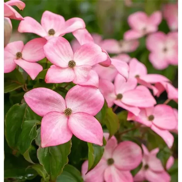 Cornus florida 'Rubra' Blüten-Hartriegel