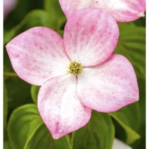 Cornus kousa 'Satomi' Blüten-Hartriegel