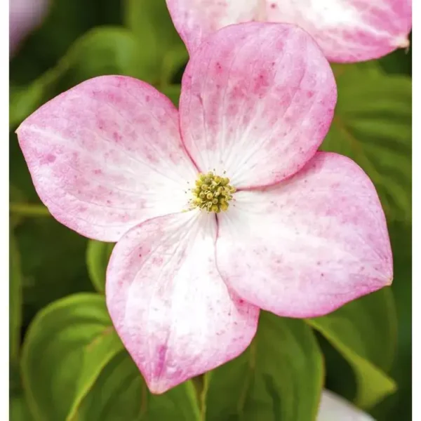 Cornus kousa 'Satomi' Blüten-Hartriegel