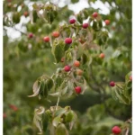 Cornus kousa 'Schmetterling Blüten-Hartriegel