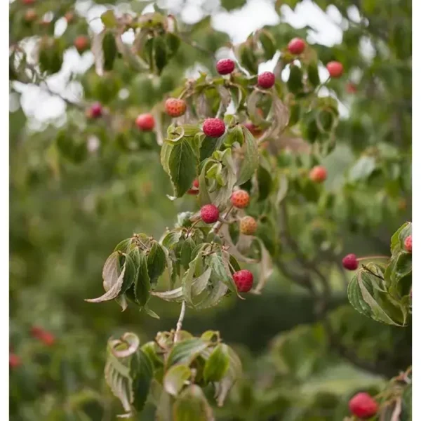 Cornus kousa 'Schmetterling Blüten-Hartriegel